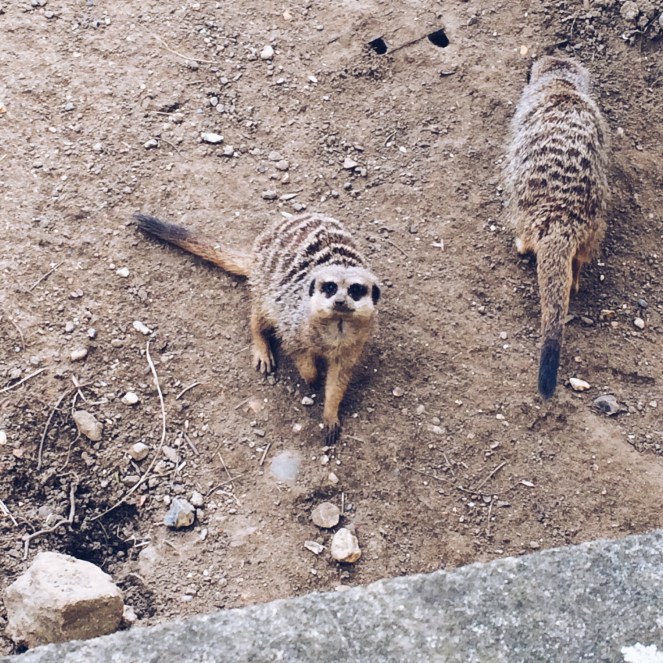 Processed with VSCO with a5 preset